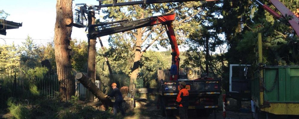 κοπή και περιποίηση ψηλών δέντρων